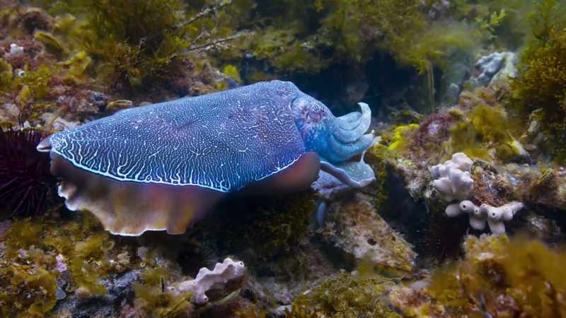 By mating with multiple partners