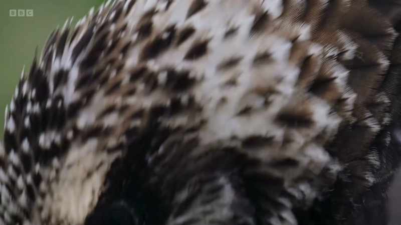 By mid-August, the chicks are growing proper feathers