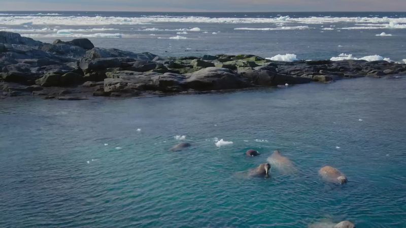 By midsummer, ice around the walrus colony has all but disappeared