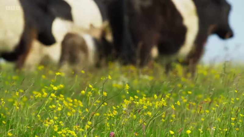 By moving the herd around in the summer
