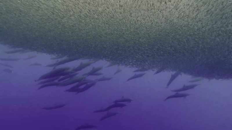 By pinning the school against the surface