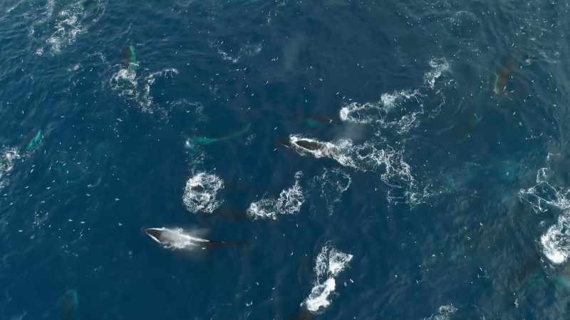 By protecting Antarctica