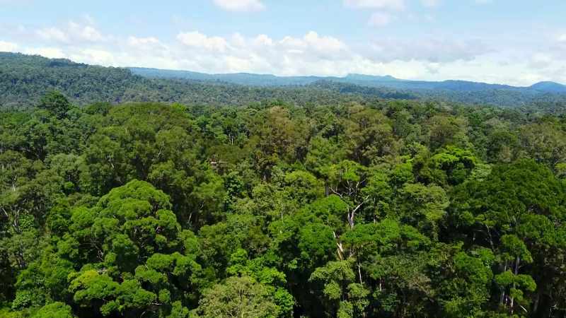 By protecting this forest