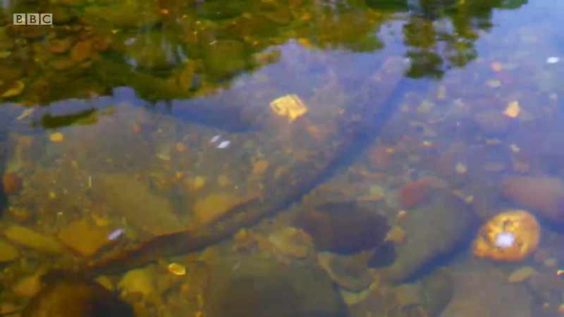 By returning to their spawning grounds