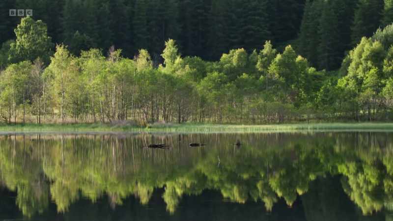 By slowing the river, the beavers create a rich habitat