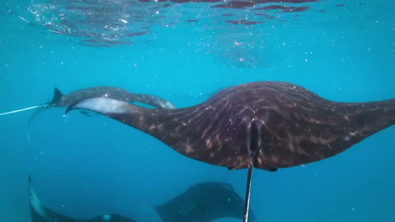 By swimming in formation