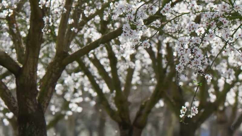By the time the petals fall