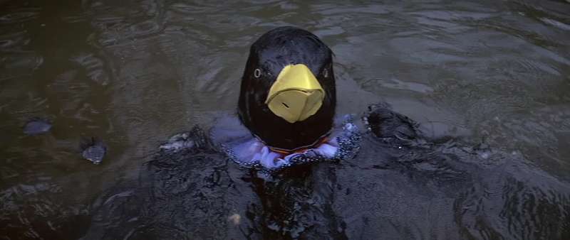 Bye bye blackbird