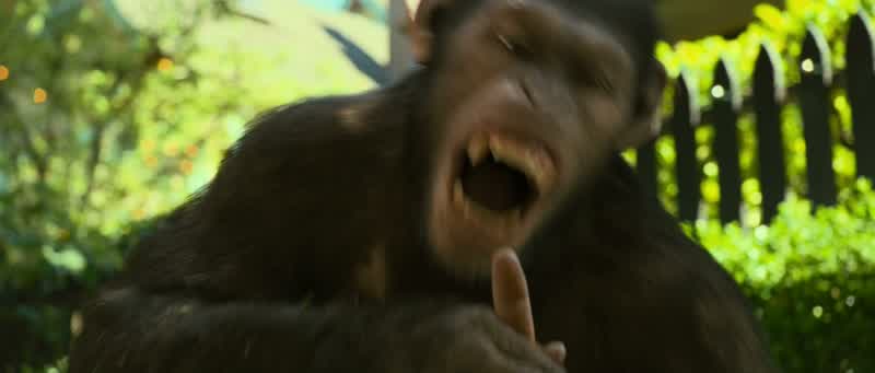 Caesar, stop!
