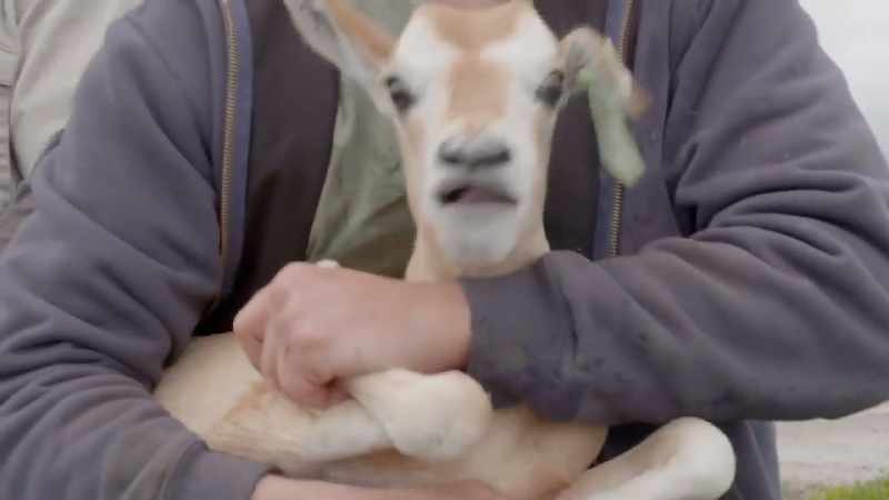 (calf cries)