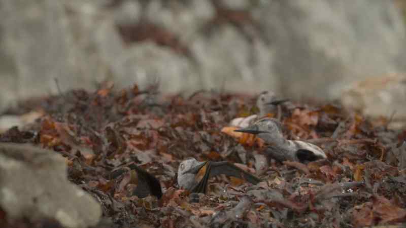 Calling to each other synchronizes hatching