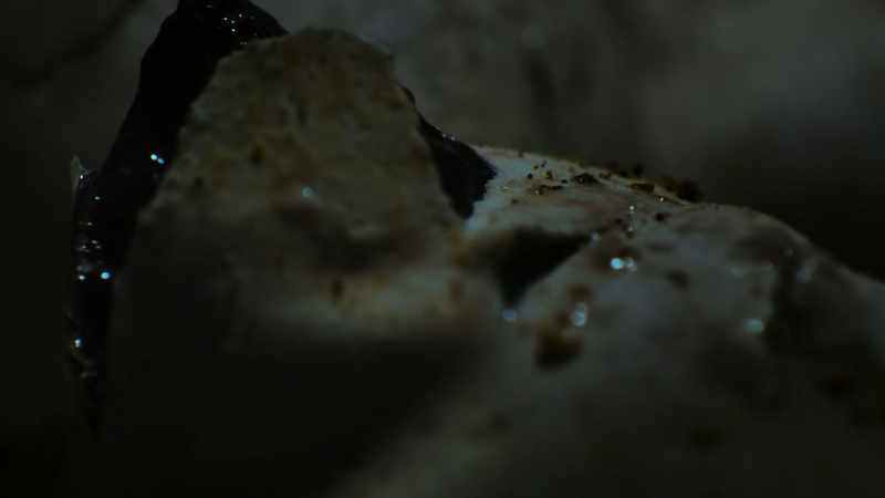Calling from inside their eggs, hatching their first plan