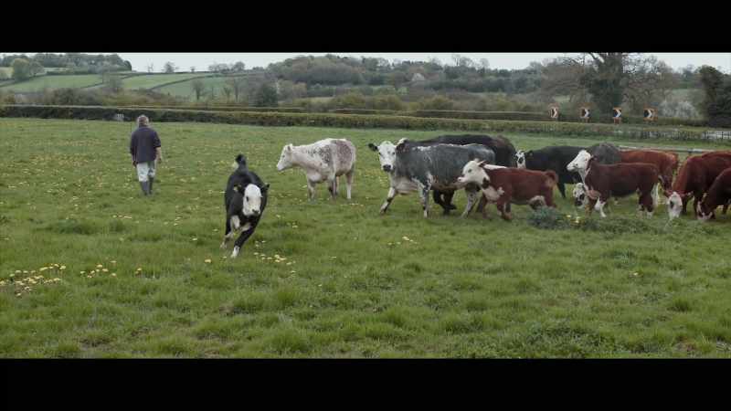 Calves and cows can stay together