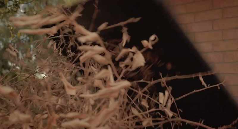 (Can clatters) (Leaves rustling)