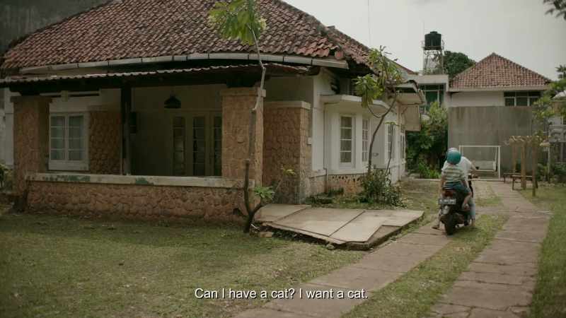 Can I have a cat? I want a cat