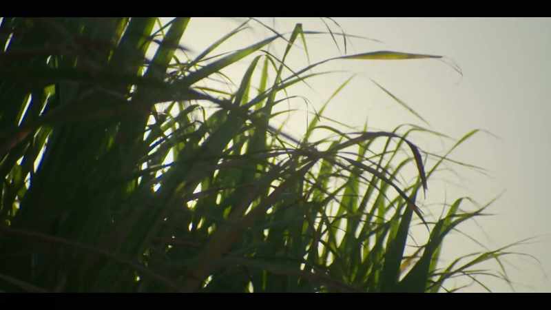 (cane rustling)