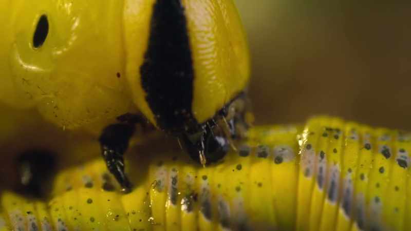 Cannibal caterpillars
