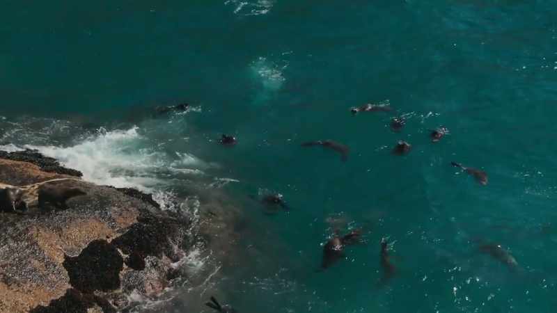 Cape fur seals kill more than 150 penguins here