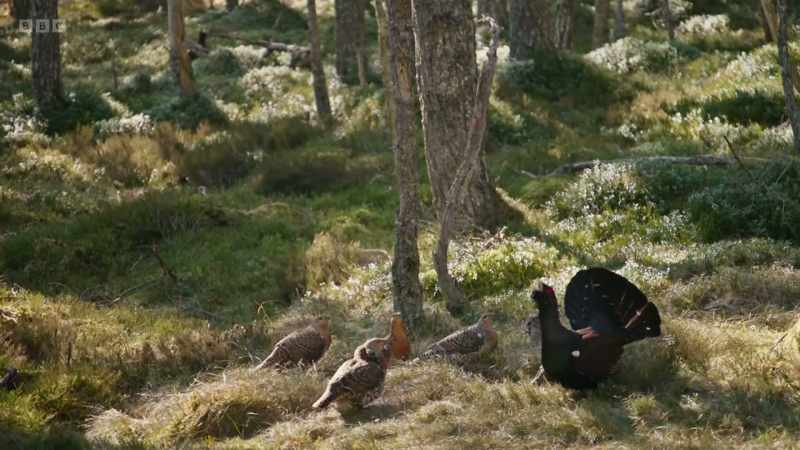 Capercaillie became extinct in Britain once before