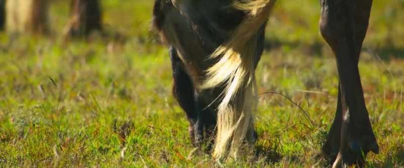 Capturing enough energy overall to feed these massive herds