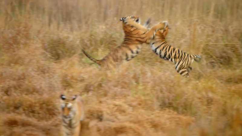 Capturing prey requires power and agility