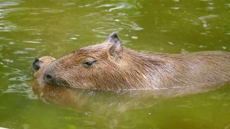 Capybaras