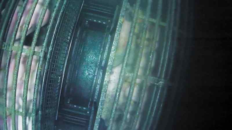 Carbon dioxide, killing of pigs