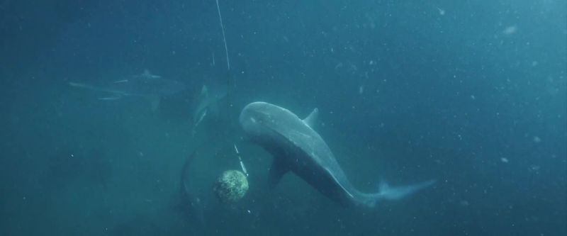 Carbon emissions are absorbed by the ocean