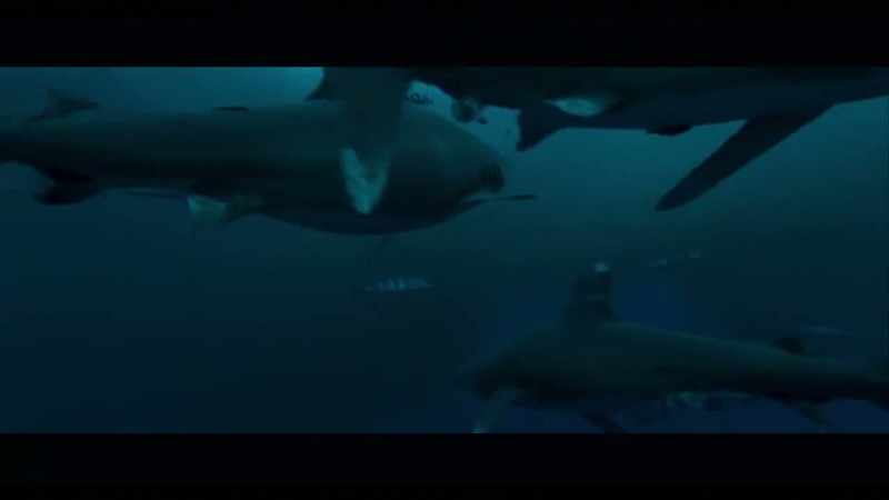 Carcharhinus longimanus, he's the one