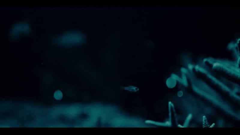 Cardinalfish are inch-long plankton predators that come out at night