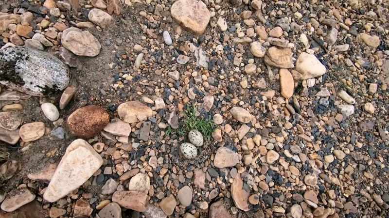 Careful to leave their precious find undisturbed