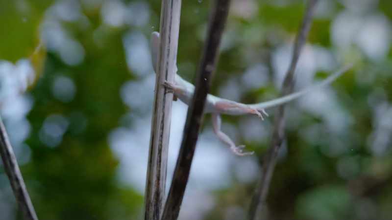 Caribbean anoles are surprisingly well-adapted