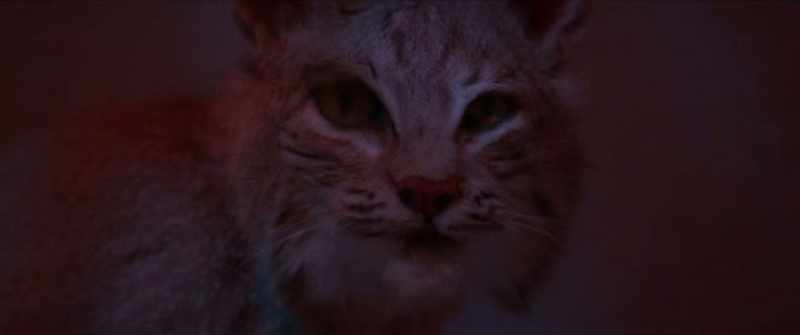 (cat growling)
