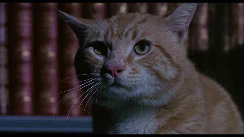 (cat growling)