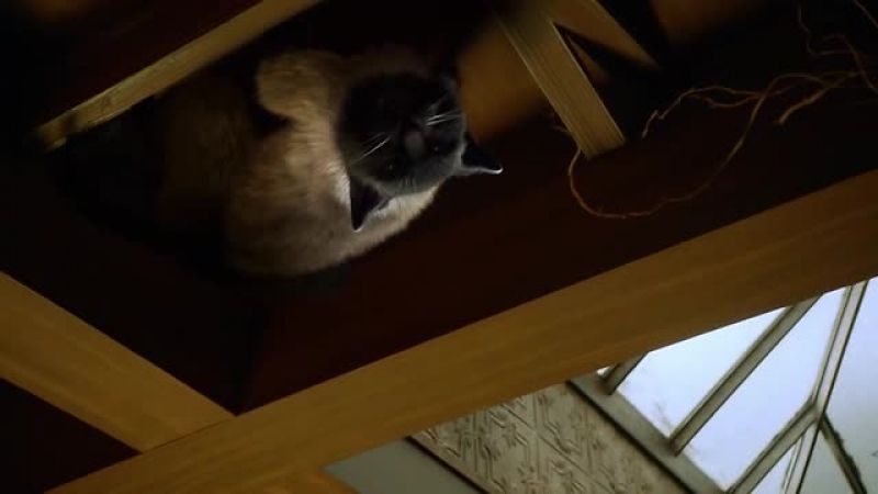 (CAT MEOWING)