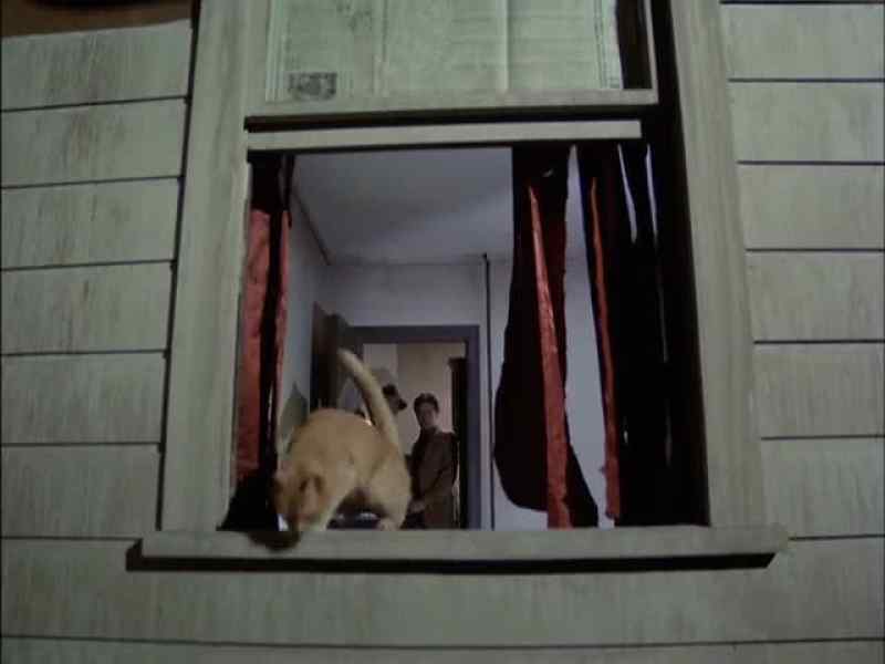 ( cat meows )
