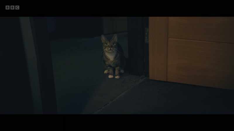 CAT MEOWS