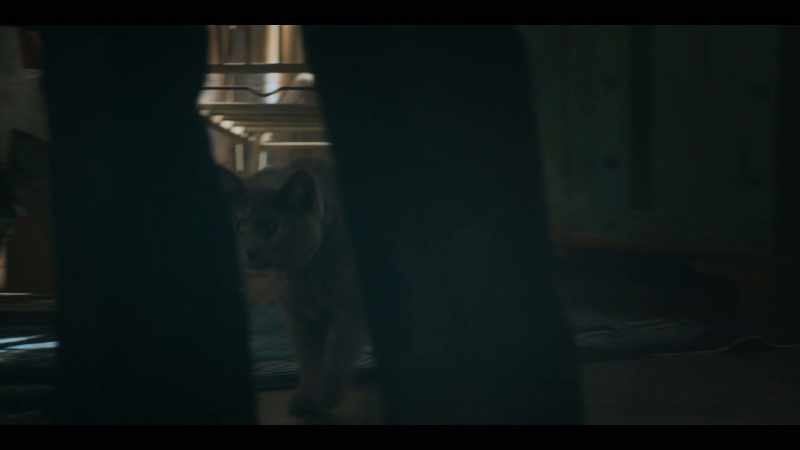 [cat meows]