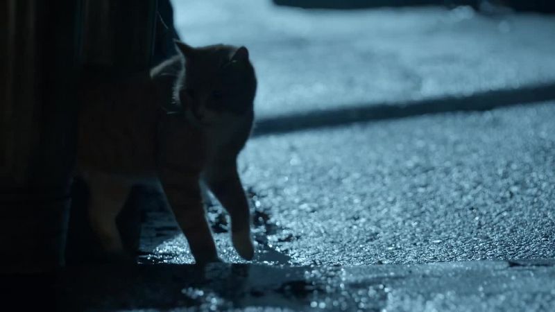 (cat mews)