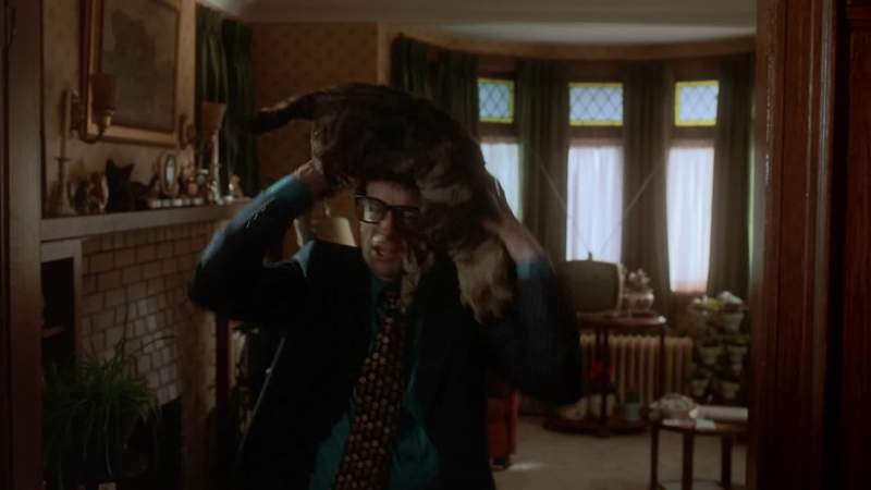 Cat on my head