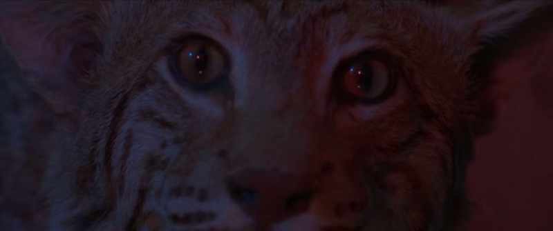 (cat purring)