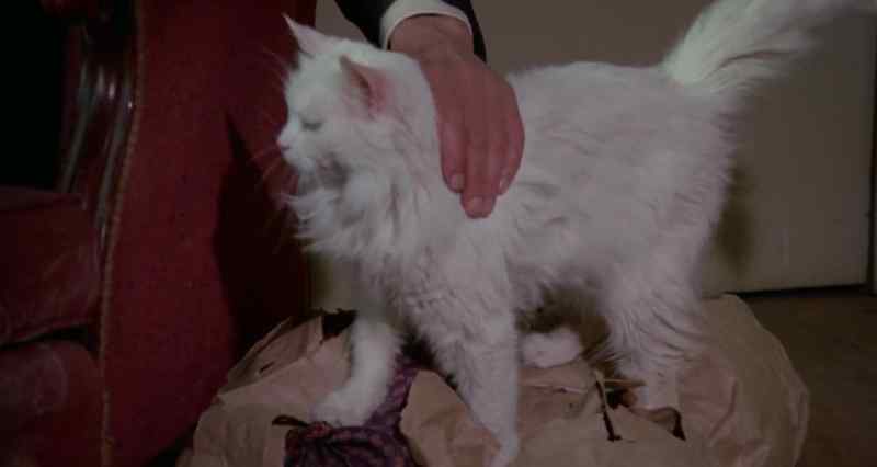 (cat purring)