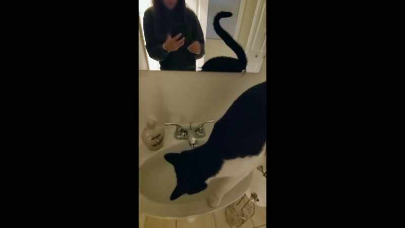 [cat purring]