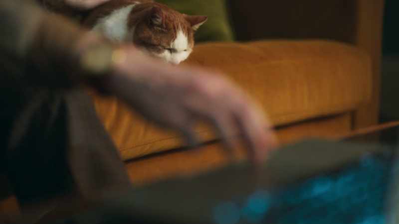 [CAT PURRS.]