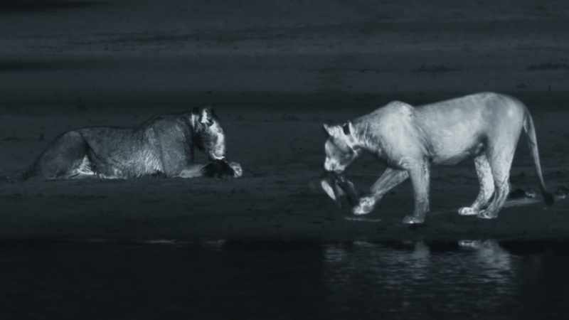 Catching flying prey in the dark is not easy