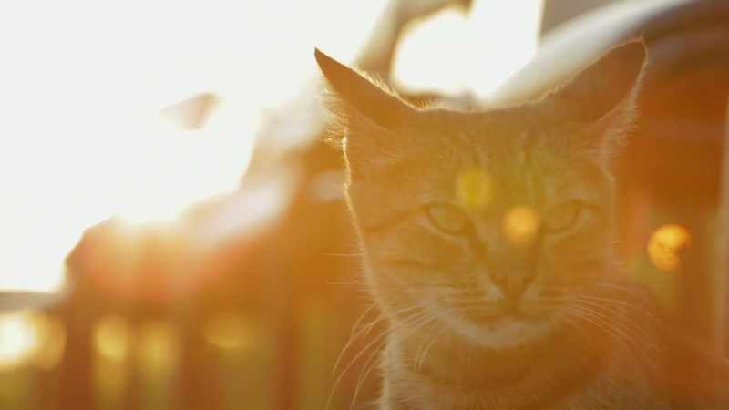 Cats know that people act as middlemen to God’s will