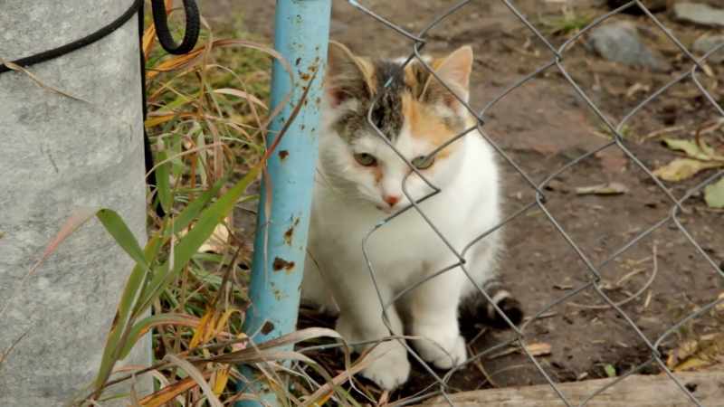 Cats, originally, we thought, were domesticated