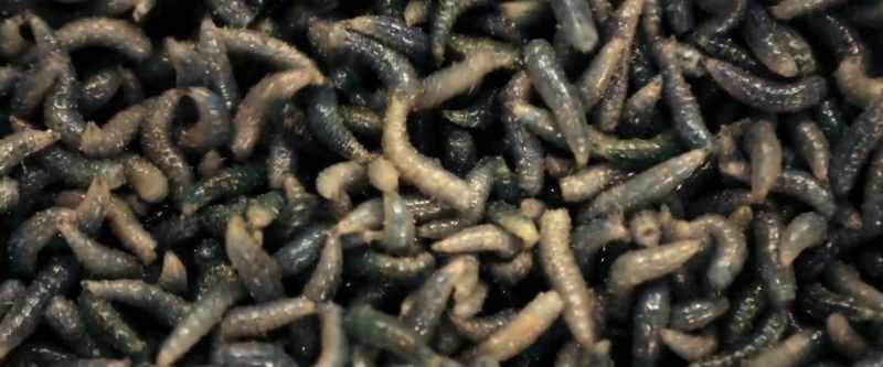 Cats, there are these parasites