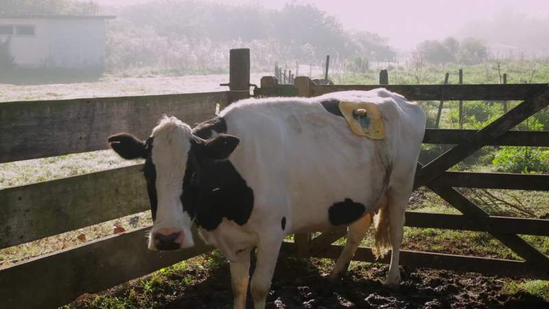 Cattle and brahmanas of all kind