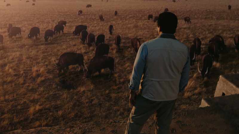 Cattle convert wild grasses into methane
